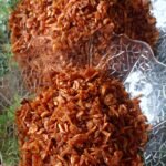 চিংড়ি বালাচাও